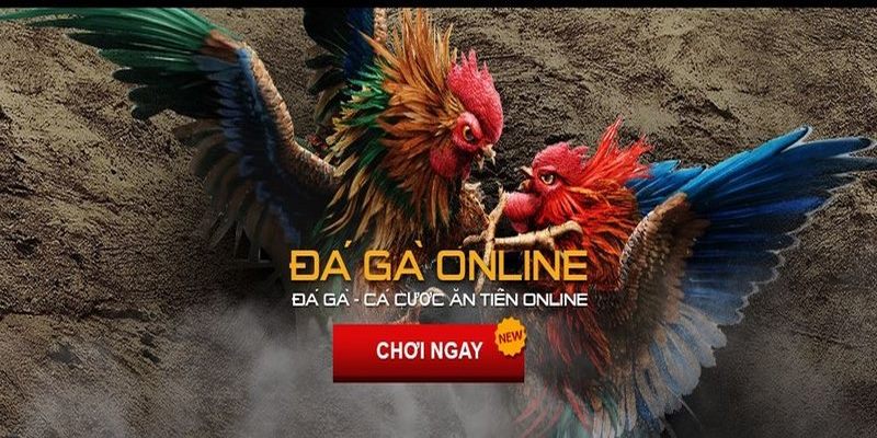 Đá gà U888 review các loại hình kê đấu phổ biến